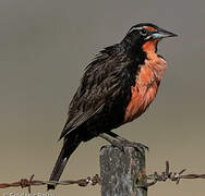 Long-tailed Meadowlark