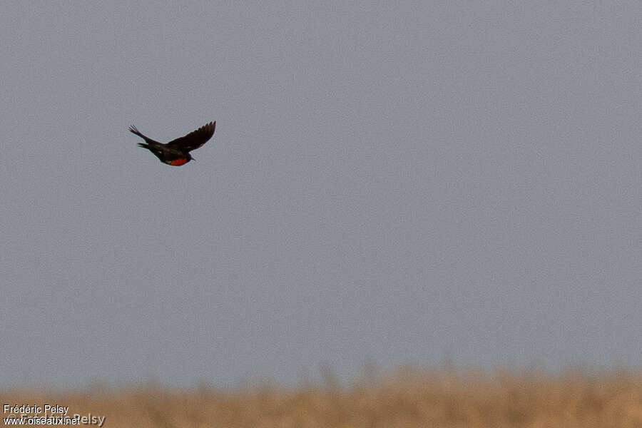 Pampas Meadowlarkadult, habitat, pigmentation, Flight