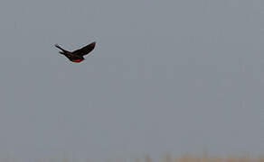 Pampas Meadowlark