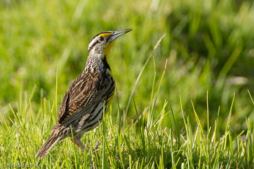 Eastern Meadowlark