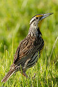 Eastern Meadowlark