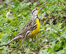 Eastern Meadowlark