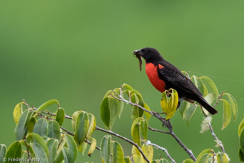 Red-breasted Blackbird, eats