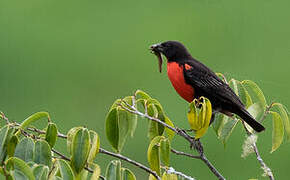 Red-breasted Blackbird