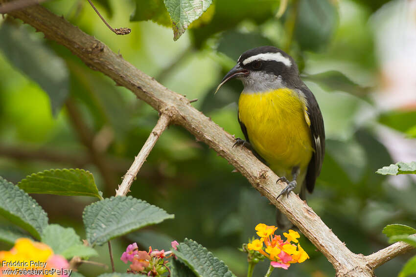 Bananaquitadult, identification