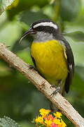 Bananaquit