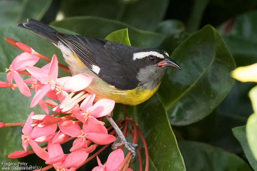 Sucrier à ventre jauneadulte, identification