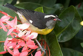 Bananaquit