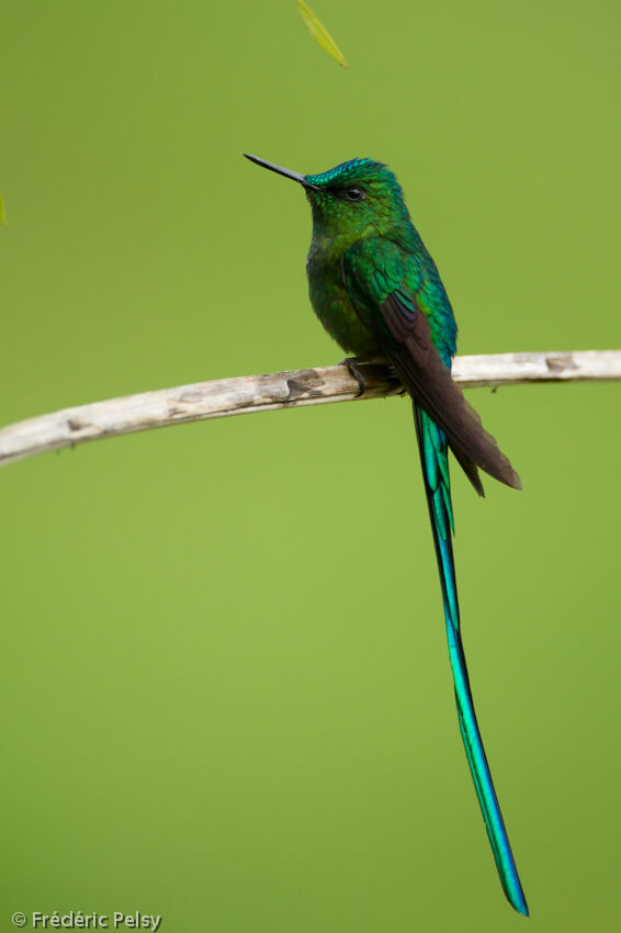 Long-tailed Sylph male adult