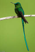 Long-tailed Sylph