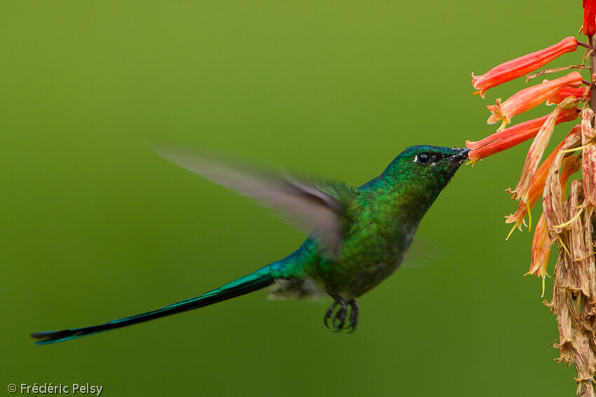 Long-tailed Sylph male