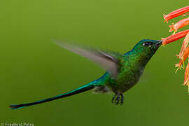 Long-tailed Sylph