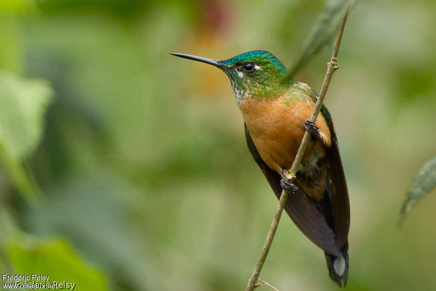 Long-tailed Sylph female adult, identification