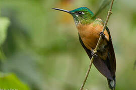 Long-tailed Sylph