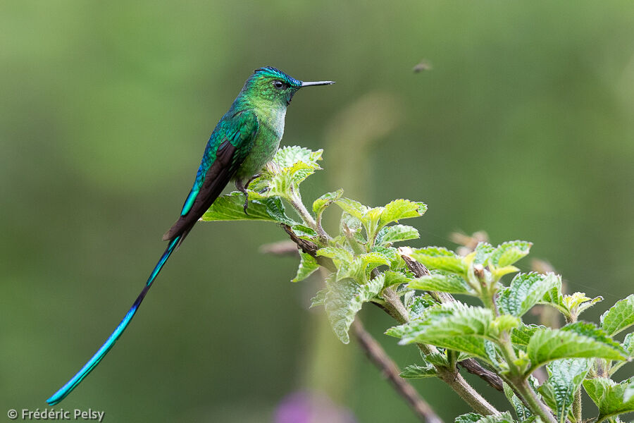 Long-tailed Sylph