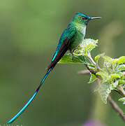 Long-tailed Sylph