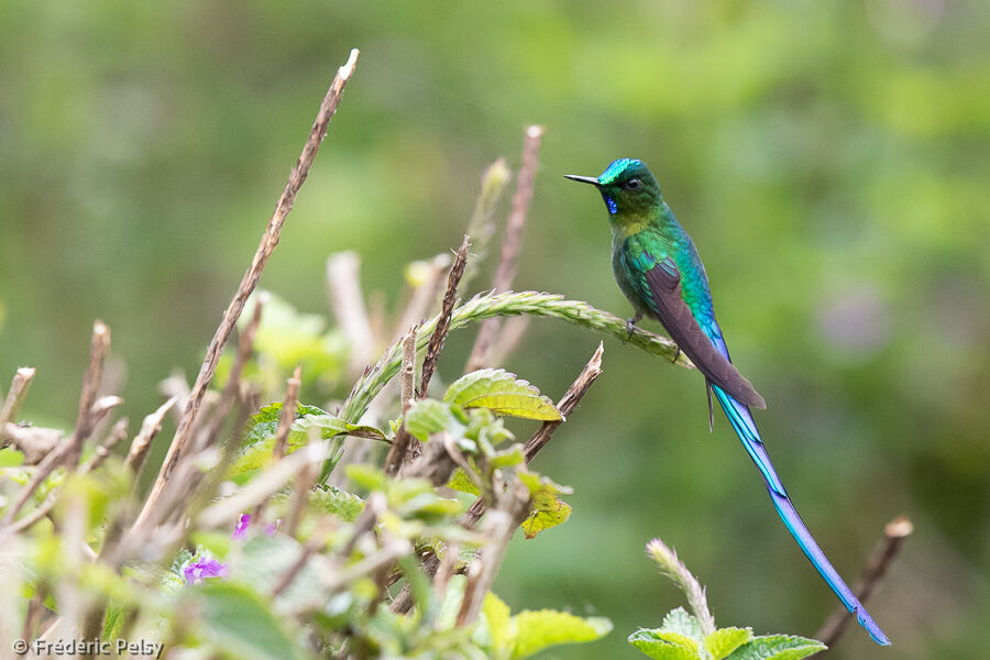 Long-tailed Sylph male