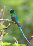 Long-tailed Sylph