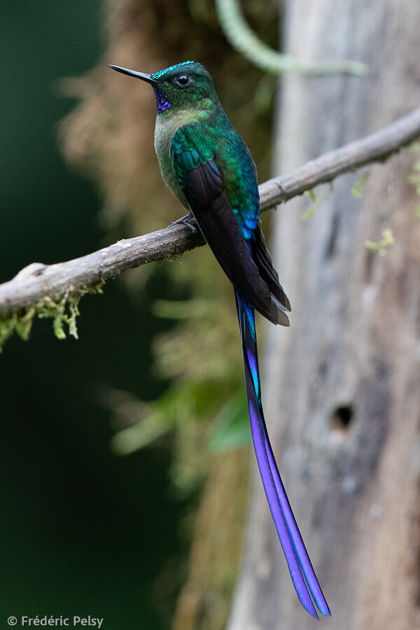 Violet-tailed Sylph