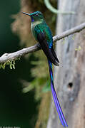 Violet-tailed Sylph