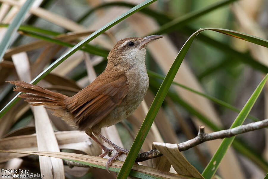 Curve-billed Reedhaunteradult, identification