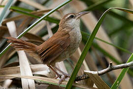 Curve-billed Reedhaunter