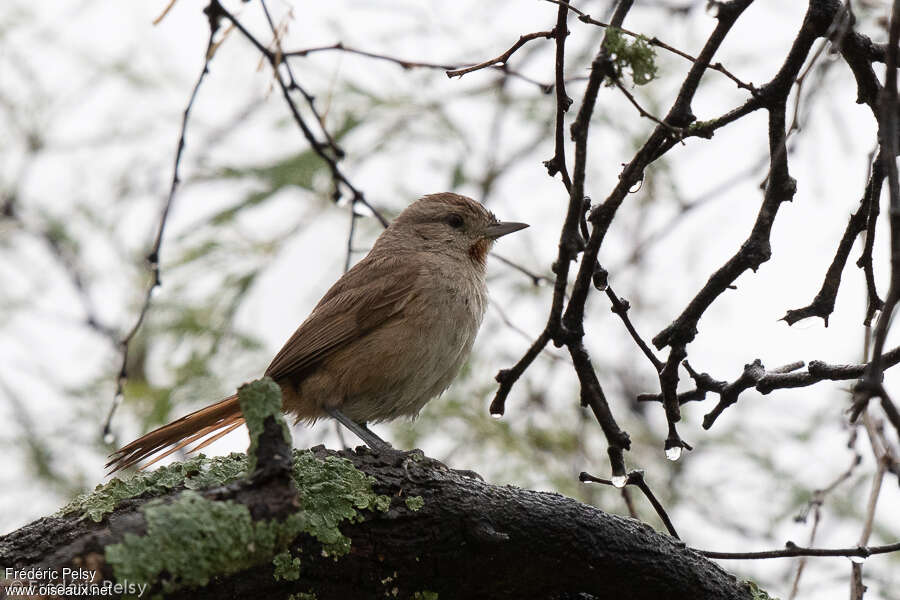 Short-billed Canasteroadult, identification