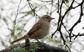 Short-billed Canastero