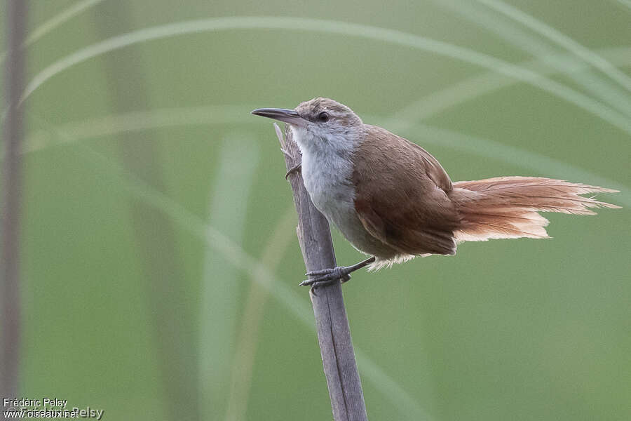 Straight-billed Reedhaunter, identification