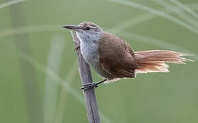 Straight-billed Reedhaunter