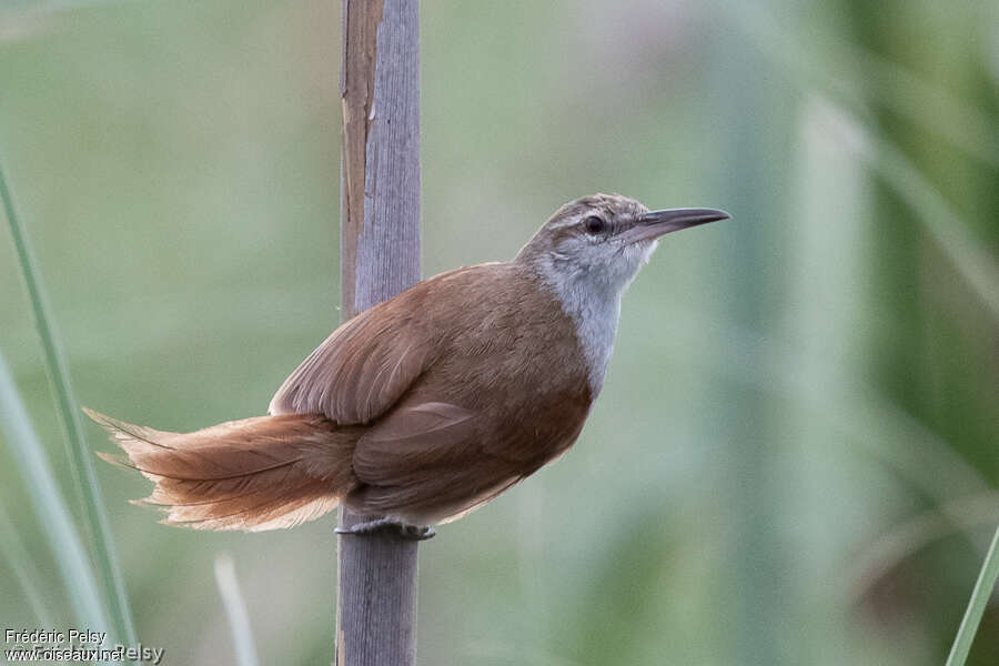 Straight-billed Reedhaunter, pigmentation, Behaviour