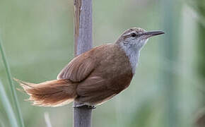 Straight-billed Reedhaunter