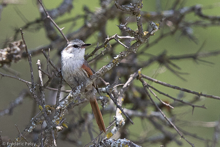 Stripe-crowned Spinetail