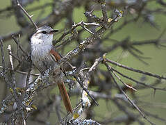 Stripe-crowned Spinetail