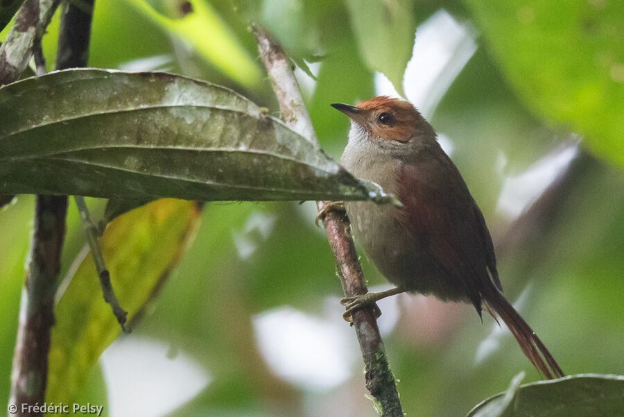 Red-faced Spinetail