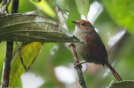 Red-faced Spinetail