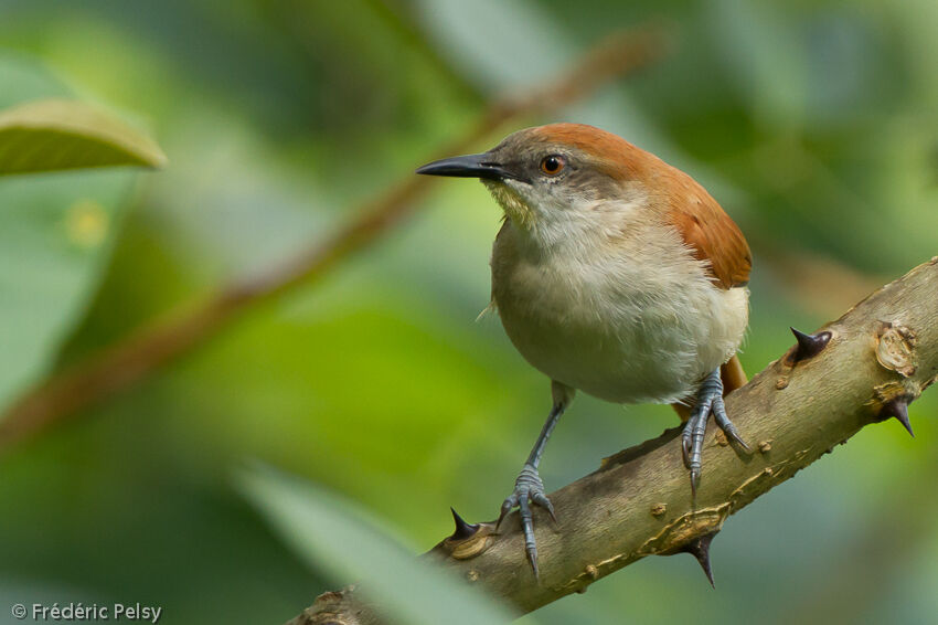 Yellow-chinned Spinetailadult