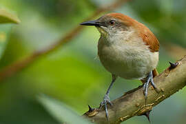 Yellow-chinned Spinetail