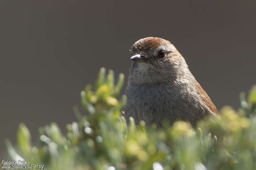 White-chinned Thistletailadult, close-up portrait