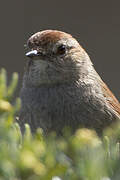 White-chinned Thistletail