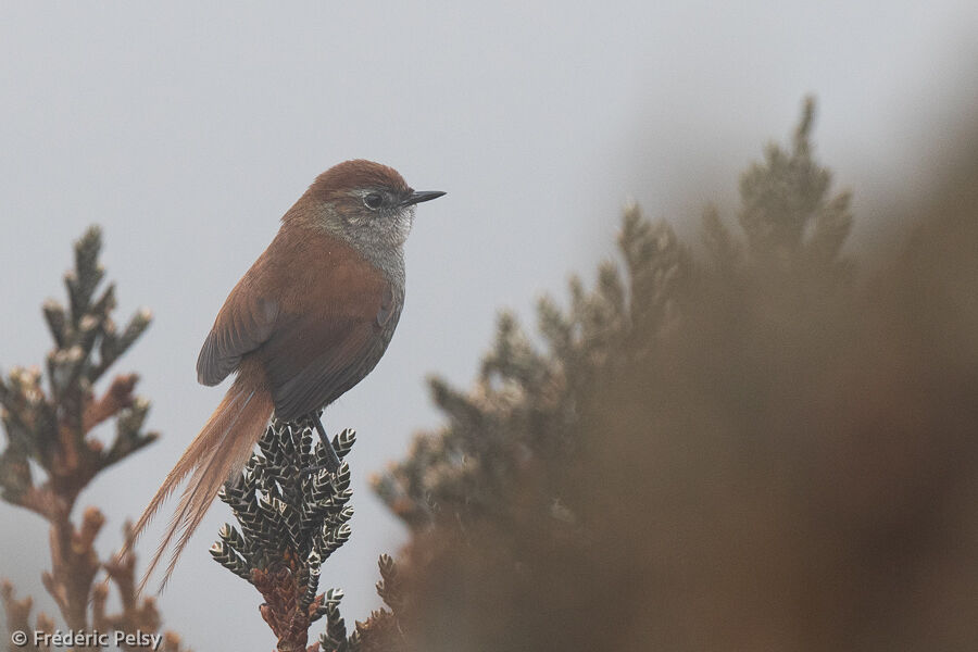 White-chinned Thistletail