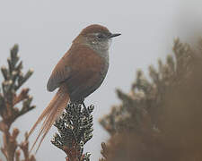 White-chinned Thistletail