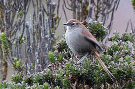 White-chinned Thistletail