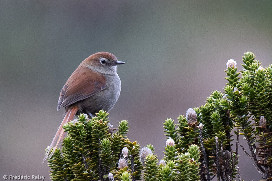 White-chinned Thistletail