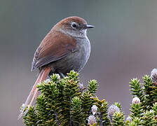 White-chinned Thistletail