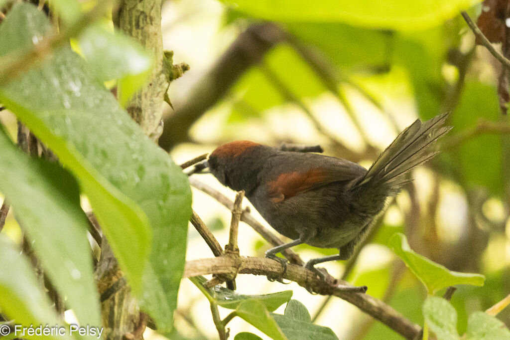 Slaty Spinetail