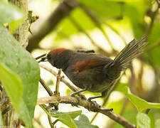 Slaty Spinetail