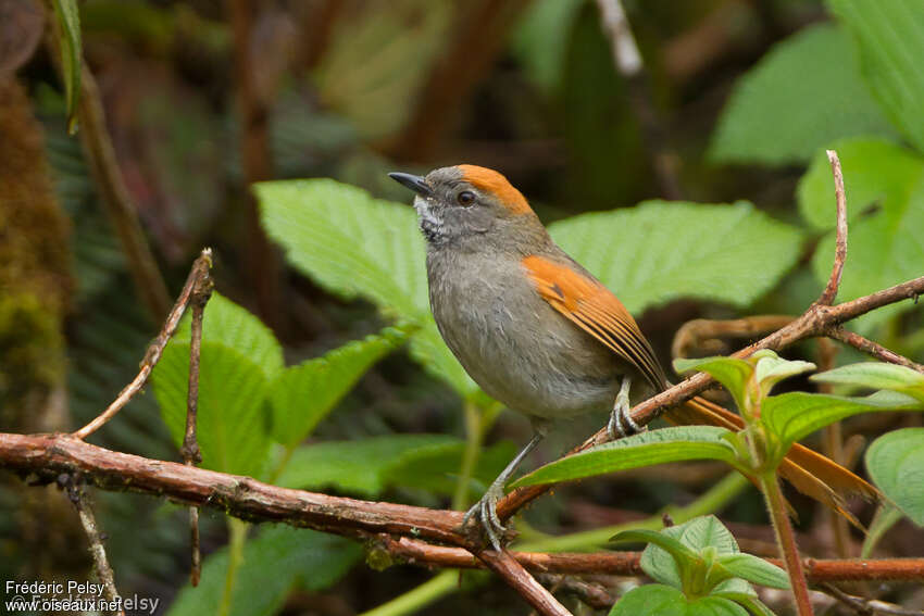 Synallaxe d'Azaraadulte, identification