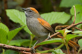 Azara's Spinetail