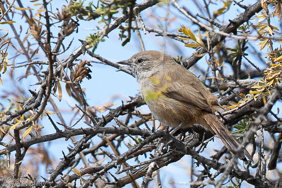 Patagonian Canastero, identification